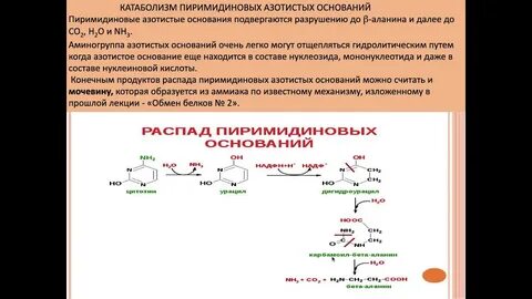 Конечными продуктами распада являются