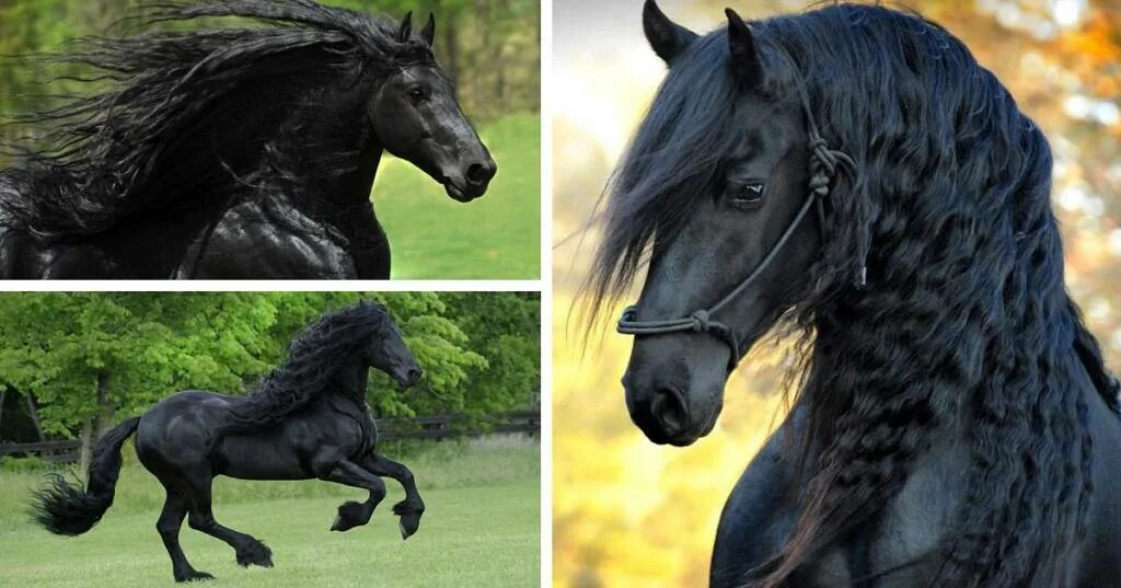 Эта лошадь красива и своенравна. Фредерик Великий Фризская лошадь. Фризская лошадь грива. Брабус фризский жеребец.