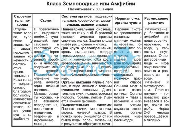 Особенности внешнего строения пресмыкающихся таблица. Отряды земноводных таблица 7 класс биология. Характеристика земноводных 7 класс биология таблица. Общая характеристика класса земноводные 7 класс таблица. Класс земноводные 7 класс биология таблица.