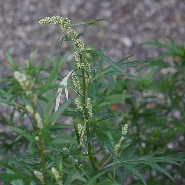 Сорняк обыкновенный. Полынь обыкновенная (Artemisia vulgaris). Полынь чернобыльник Artemisia vulgaris. Mugwort (Artemisia vulgaris) Полынь обыкновенная.. Полынь обыкновенная (ARTEMÍSIAVULGÁRIS).