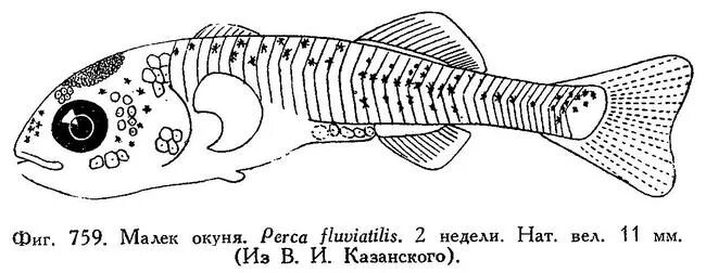 среда обитания речного окуня. Hemigrammus stictus. Perca fluviatilis. среда обитания речного окуня. видообразование биология.