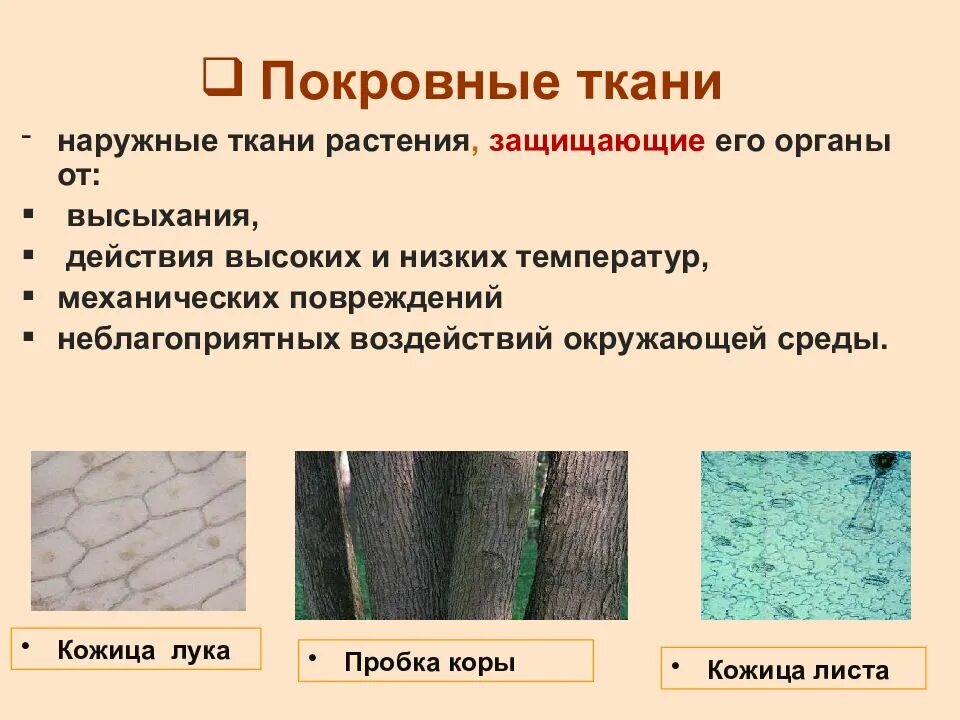 Покровная ткань растений пробка. Покровная ткань растений кожица. Ткани растений покровная ткань. Покровная ткань растений пробка строение. Защищает растение от механических повреждений