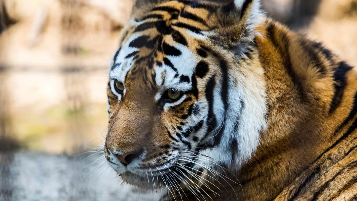 Ли тайгер. Тигр лоб. Тигр симметрия лицо. Какого цвета полоски у тигра. Фото с тиграми красивые и людьми.