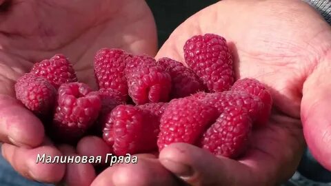 Малина малиновая гряда описание