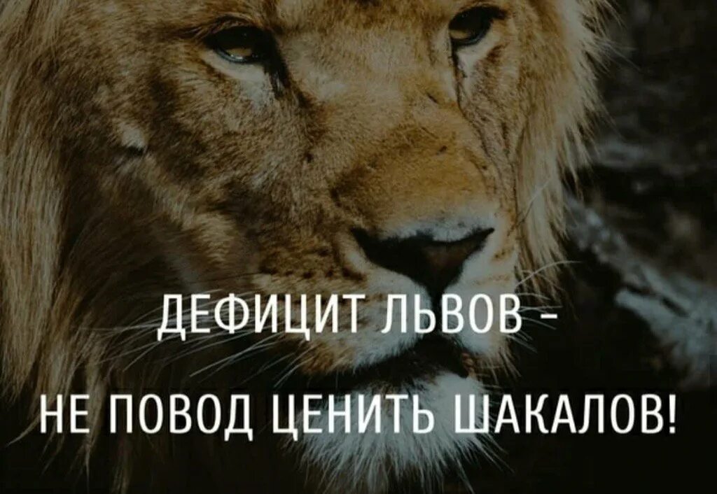 Продолжите фразу льва