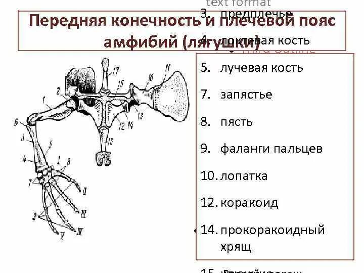 Скелет амфибий пояс передних конечностей. Плечевой пояс и передняя конечность лягушки. Скелет лягушки пояс передних конечностей. Строение плечевого пояса земноводных. Назовите кости пояса передних конечностей птицы