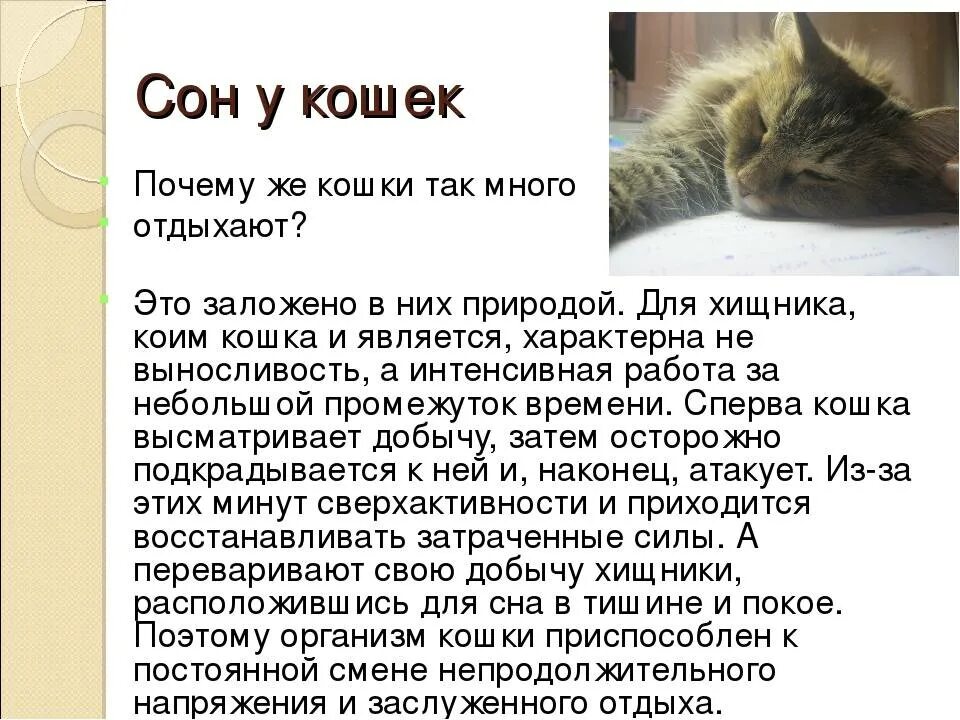 К чему снится есть кошку