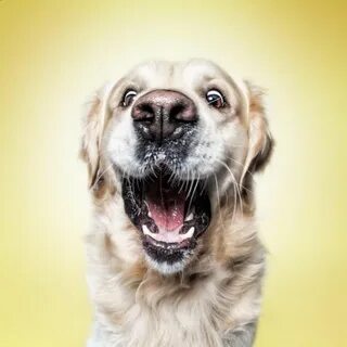 Facing dog