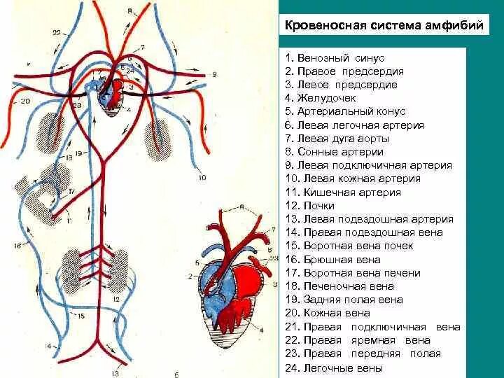 Схема кровеносной системы и сердца лягушки. Строение кровеносной системы амфибий схема. Схема строения кровеносной системы земноводных. Схема строения кровеносной системы лягушки. Сердце амфибий круги кровообращения