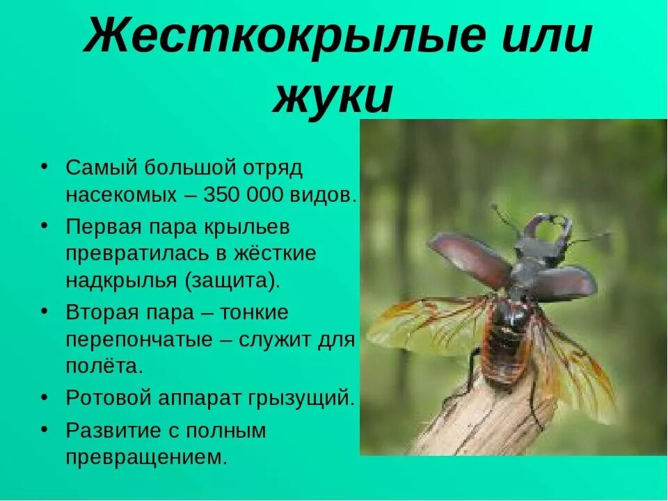 Отряды насекомых. Отряд жесткокрылые общая характеристика. Жесткокрылые насекомые характеристика. Отряд насекомых жесткокрылые представители.