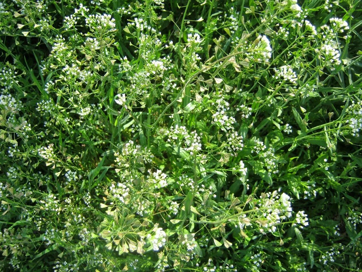 Рисунки Capsella Bursa pastoris: коллекция Зеленый рай Фотогалерея природы на di
