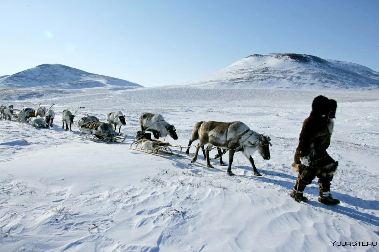 Занятия ненцев. Суровые условия тундры. Эскимосы в арктике. Дальний восток чукотский автономный округ. Северный олень таймыр.