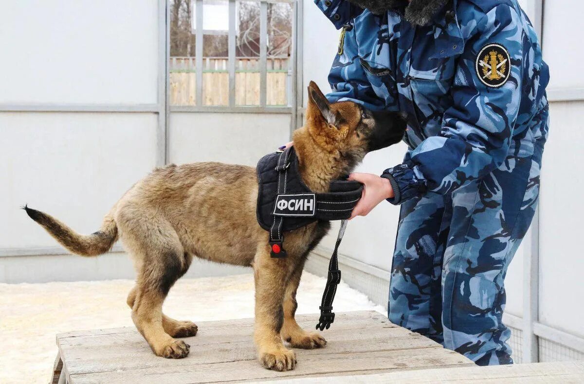 Кинолог с собакой в крокусе. Служебные собаки ФСИН. Кинологическая служба ФСИН. Кинологическая служба России УИС. ФСИН России кинология.