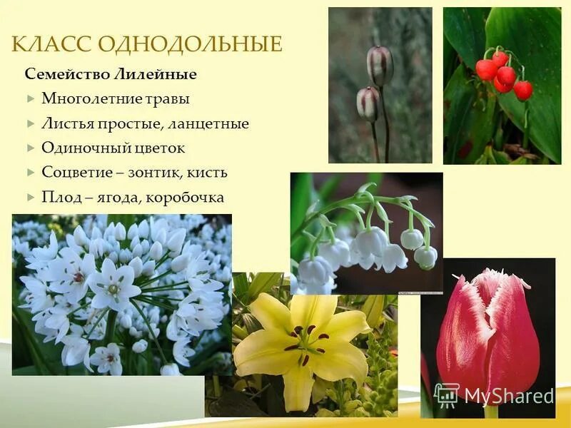 Fritillaria liliacea. лилейные. многолетние растение семейства лилейных. лилейные. семейство лилейные корневая система.