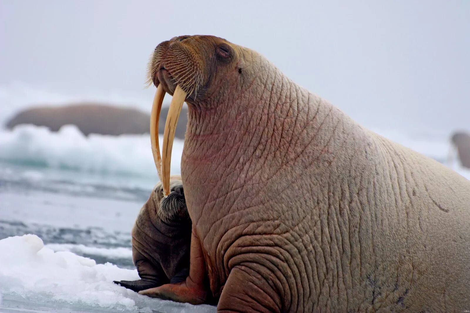 Животные живущие без воды. Лаптевский морж. Тихоокеанский морж (Odobenus rosmarus divergens). Морж Лаптевский подвид. Ластоногие моржи.