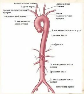 3 ветви аорты