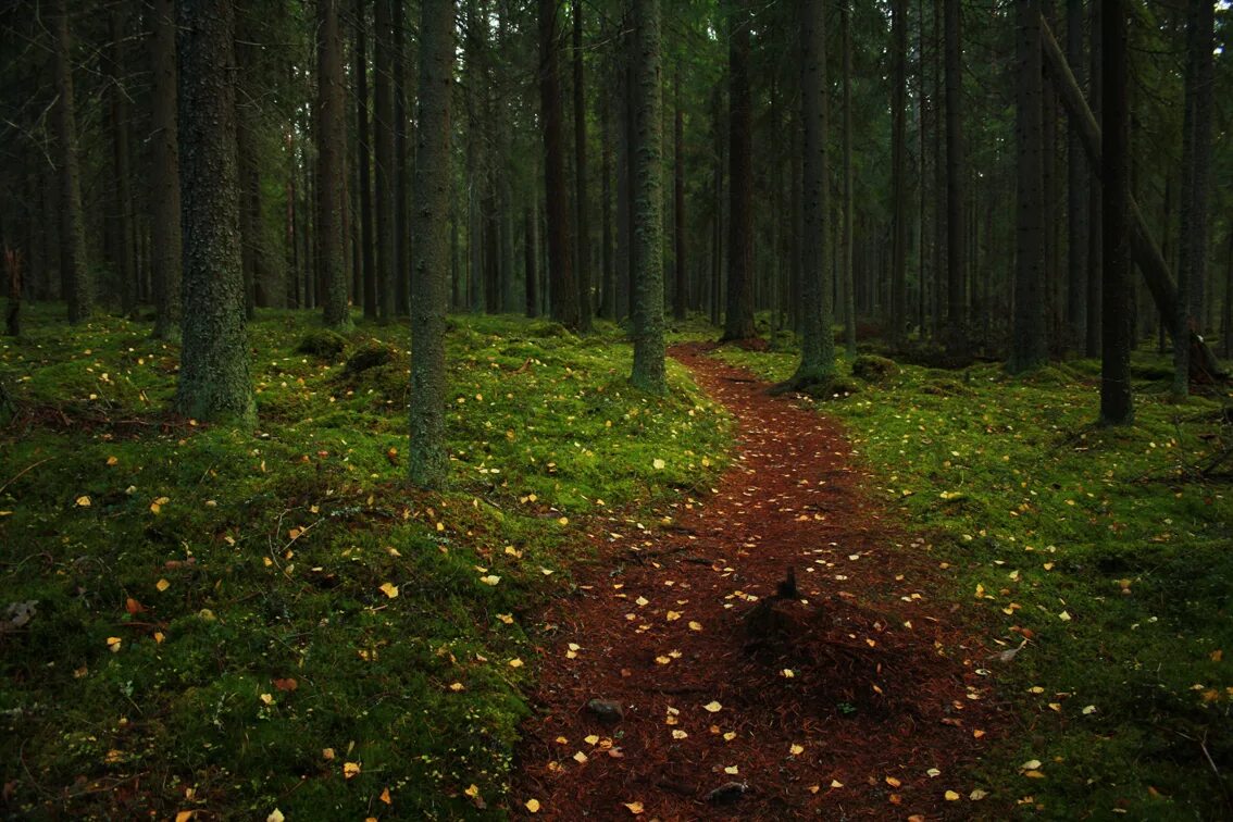 Forest grounded