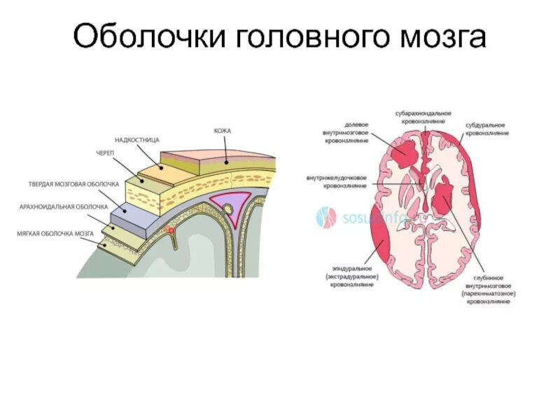 Сосудистая оболочка мозга. Твердая мозговая оболочка головного мозга схема. Оболочки и МЕЖОБОЛОЧЕЧНЫЕ пространства головного мозга. Строение оболочек головного мозга таблица. Строение оболочек головного мозга мягкая сосудистая.