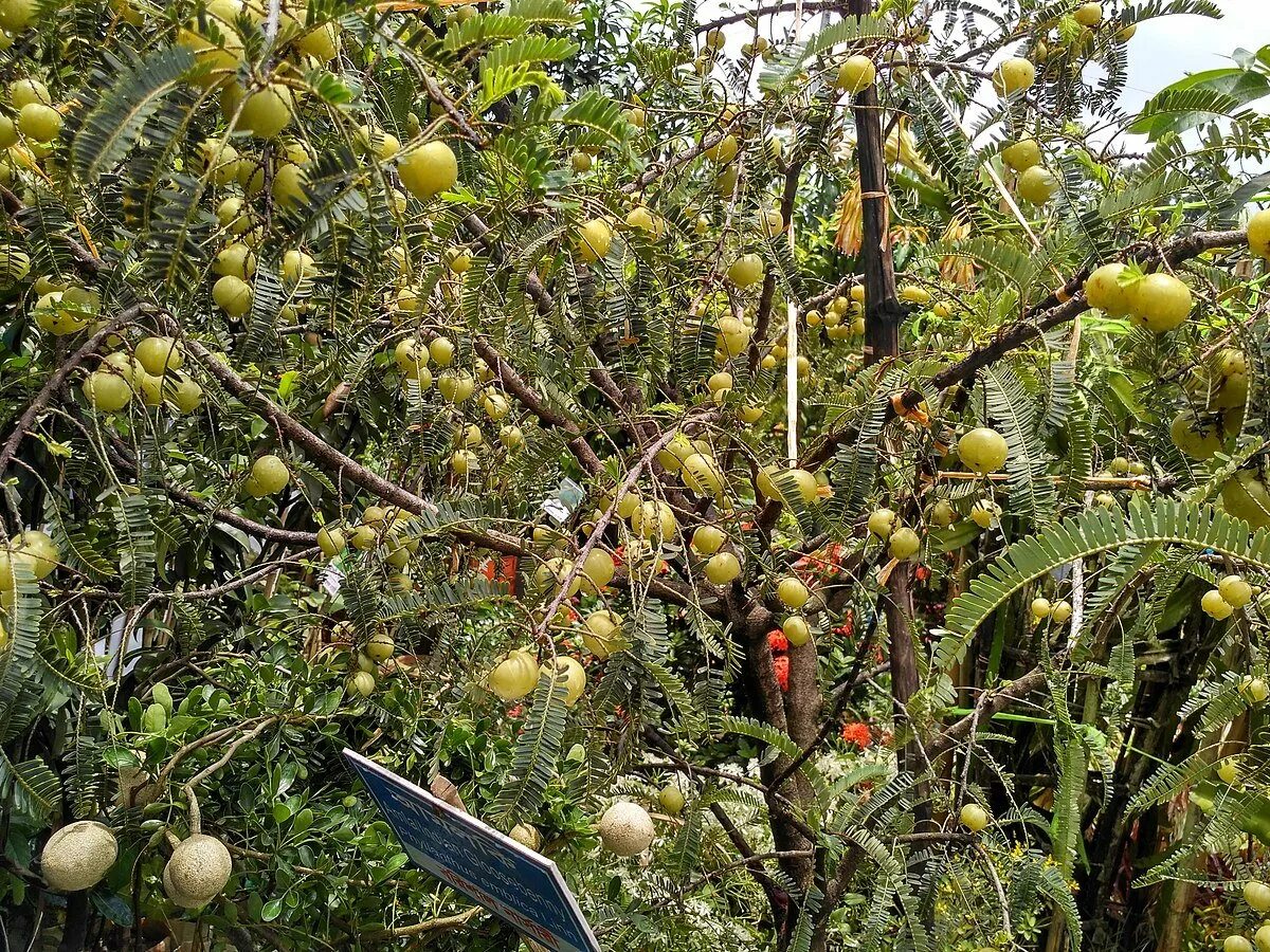 Индийский крыжовник Амла. Амла дерево. Emblica officinalis. Amla фрукт дерево. Индийский крыжовник