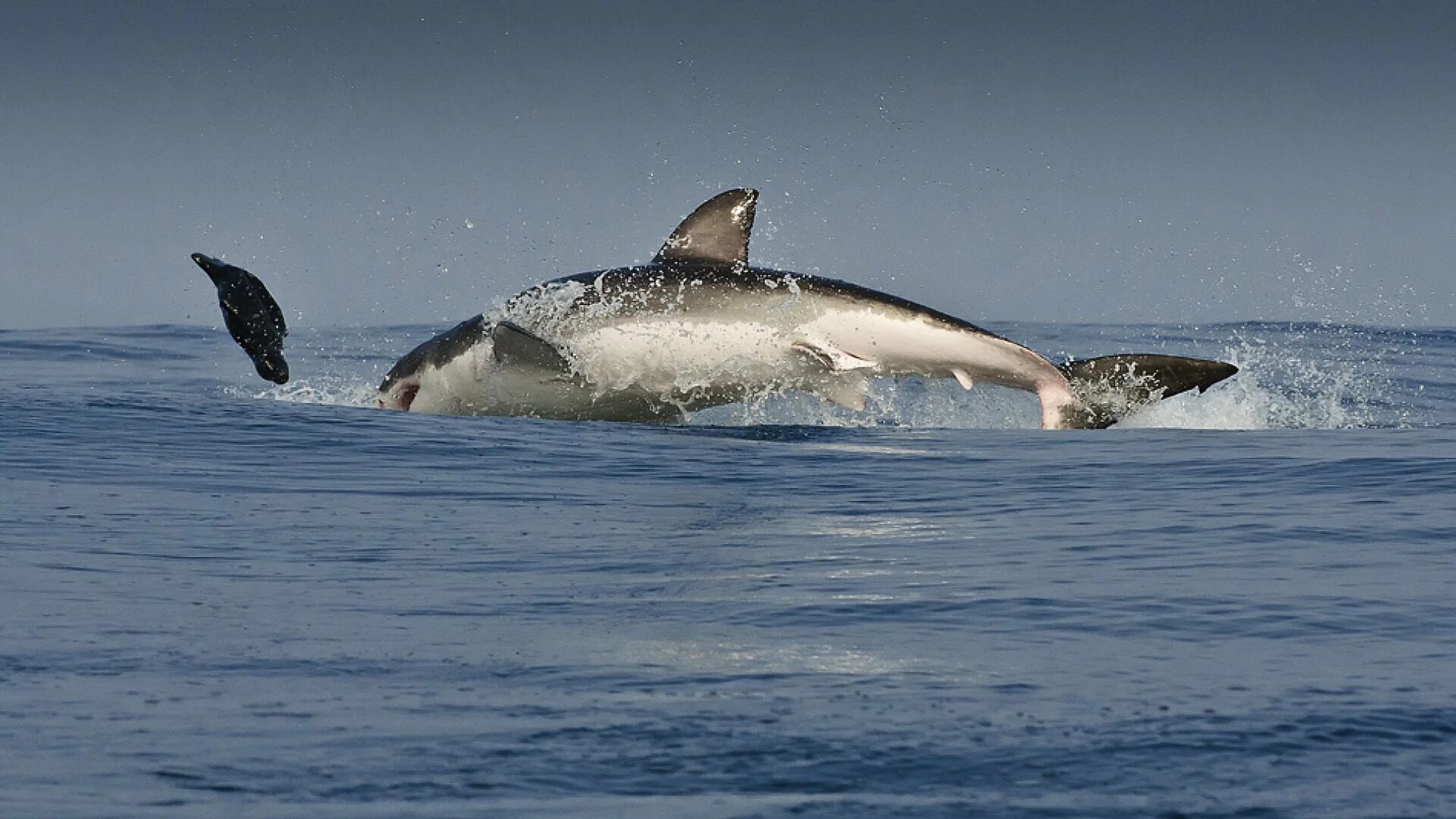 Касатка хищный Дельфин. Киты в Баренцевом море. Акулы в Баренцевом море. Белая акула.
