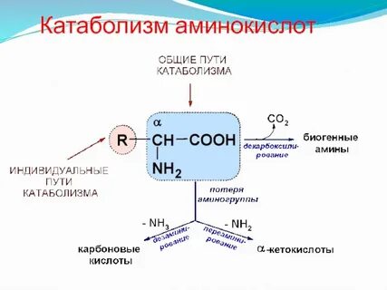 Трансляция аминокислоты
