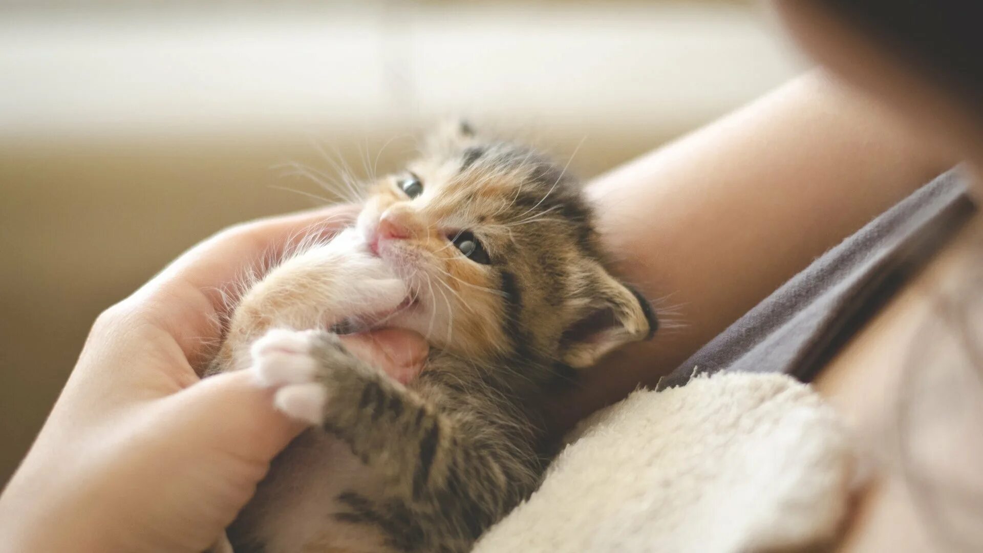 Маленькие котики. Котята с мамой. Спящий котенок. Крохотные котята во сне. Снится котенок на руках.