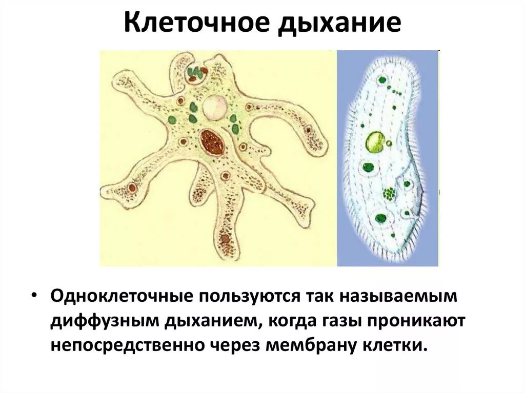 Живые клетки дышат. Клеточное дыхание. Дыхание клетки. Внутриклеточное дыхание. Уравнение дыхания клетки.