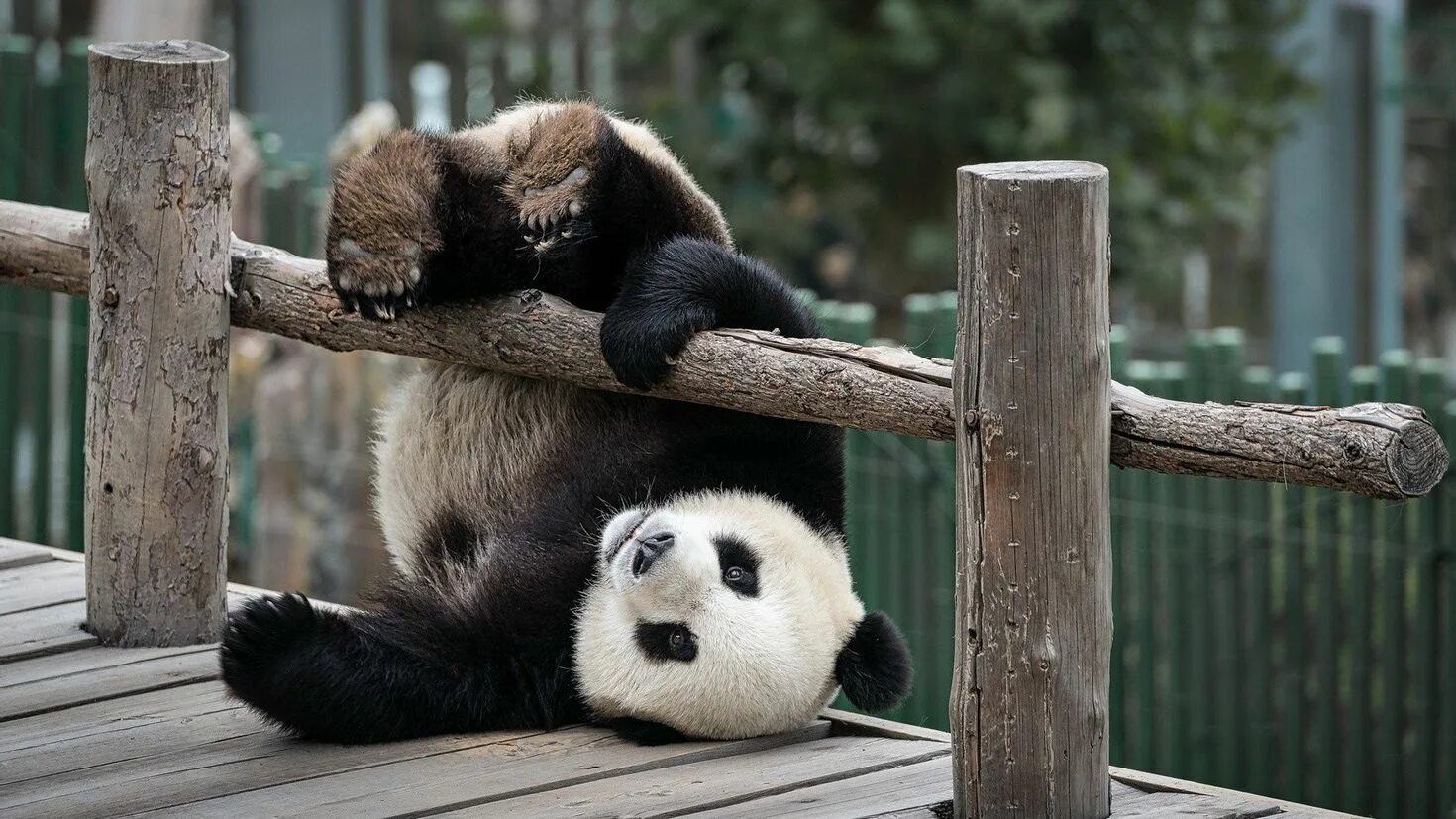 Заставка на рабочий животные. Смешная Панда. Обои на рабочий стол Панда. Забавные панды. Панда обнимашки.
