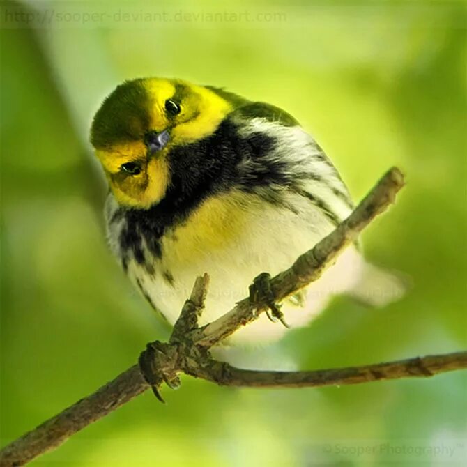 Маленькая полосатая птица. Птица с желтыми пятнами. Птица с черно-желтыми пятнышками. Маленькая желто черная птичка. Желто зеленая птица.