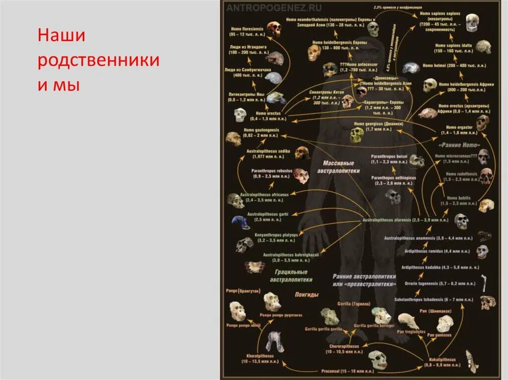 Эволюционное Древо. Эволюционное Древо человека. Эволюционное Древо предков человека. Древо предшественников человека.