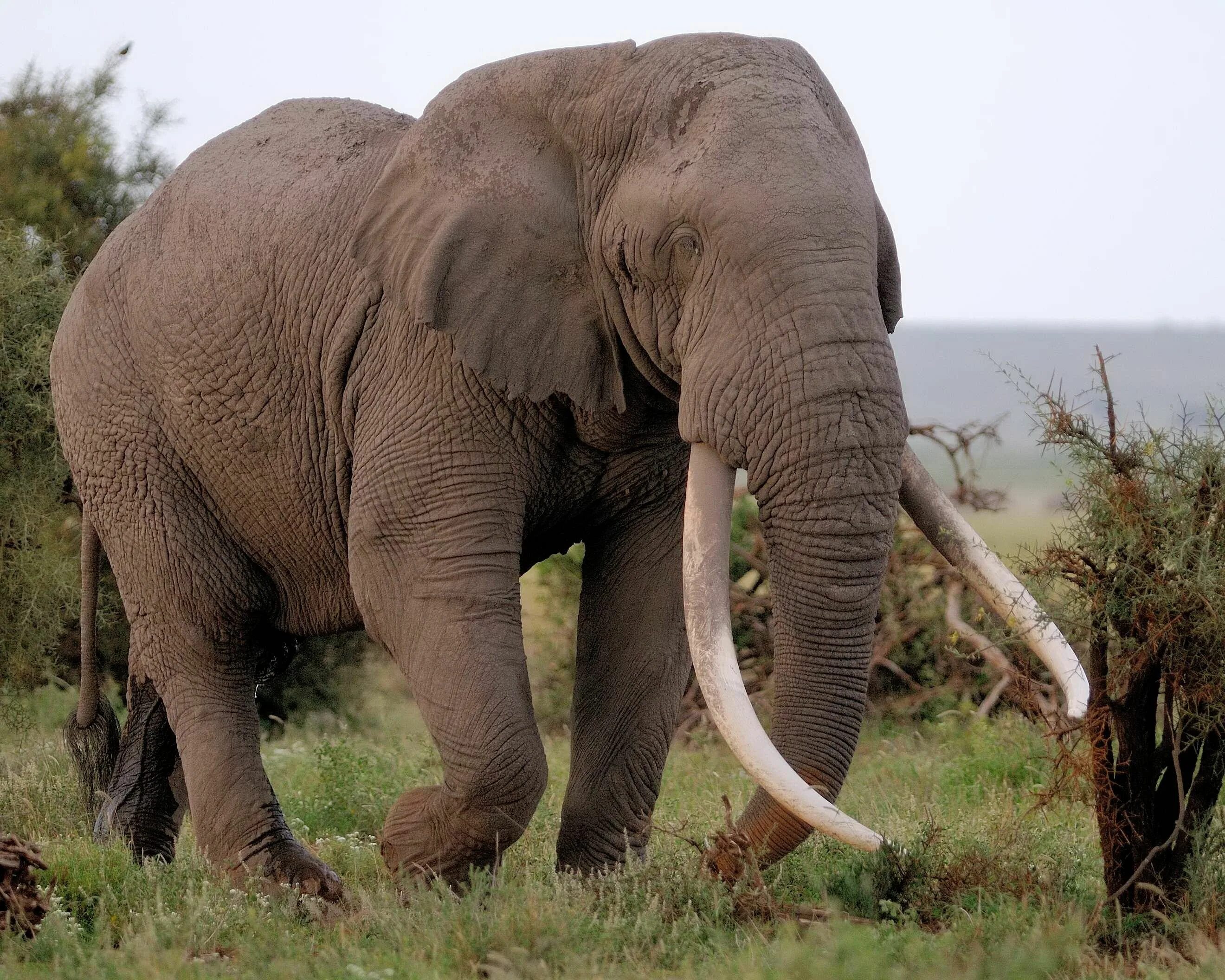 Elephant present. Бивни африканского слона. Гималайский слон. Индийский слон. Африканские слоны огромные.