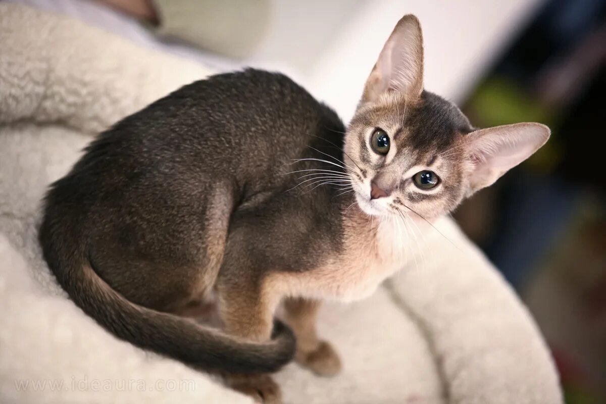 Фотографии абиссинскую породу. Абиссинская кошка. Кот породы абиссинец. Абиссинская Абиссинская кошка. Чаузи ф4.