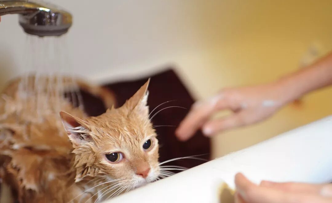 Нужно ли мыть котов. Мытье кошки. Кота моют. Котенок купается. Кошка моется.