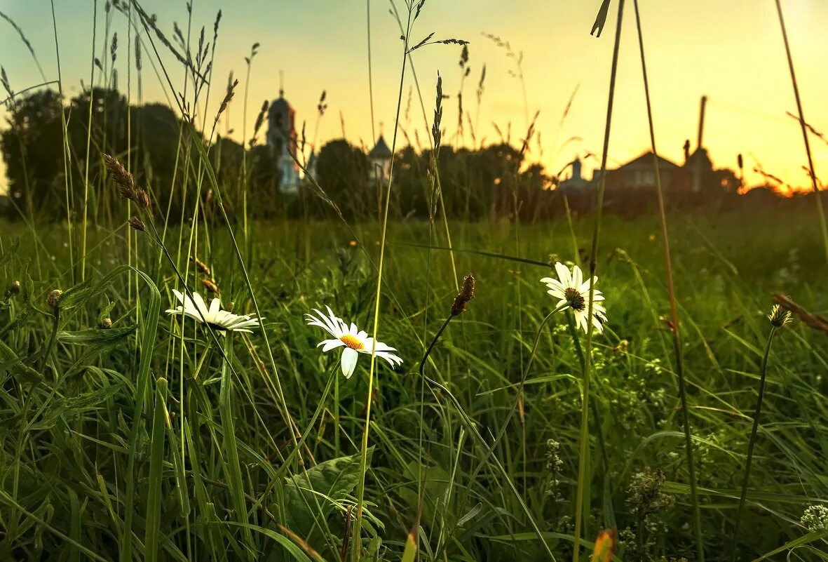 жизнь ромашки. ромашки в солнечных лучах. жизнь ромашки. корзинка с ромашками. ромашка цветы.
