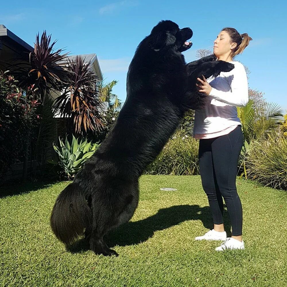 Предложение огромный пес. Большие собаки. Огромные собаки. Большие саба3и. Самая большая Сабаха.
