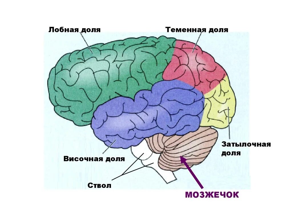 Лобный отдел функция. Лобная теменная височная затылочная доли мозга. Строение лобной доли коры головного мозга.