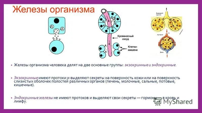 В половых клетках любого организма. Железы организма. Эндокринные железистые клетки выделяют секрет. Экзокринные железы. Экзокринная часть половых желез.