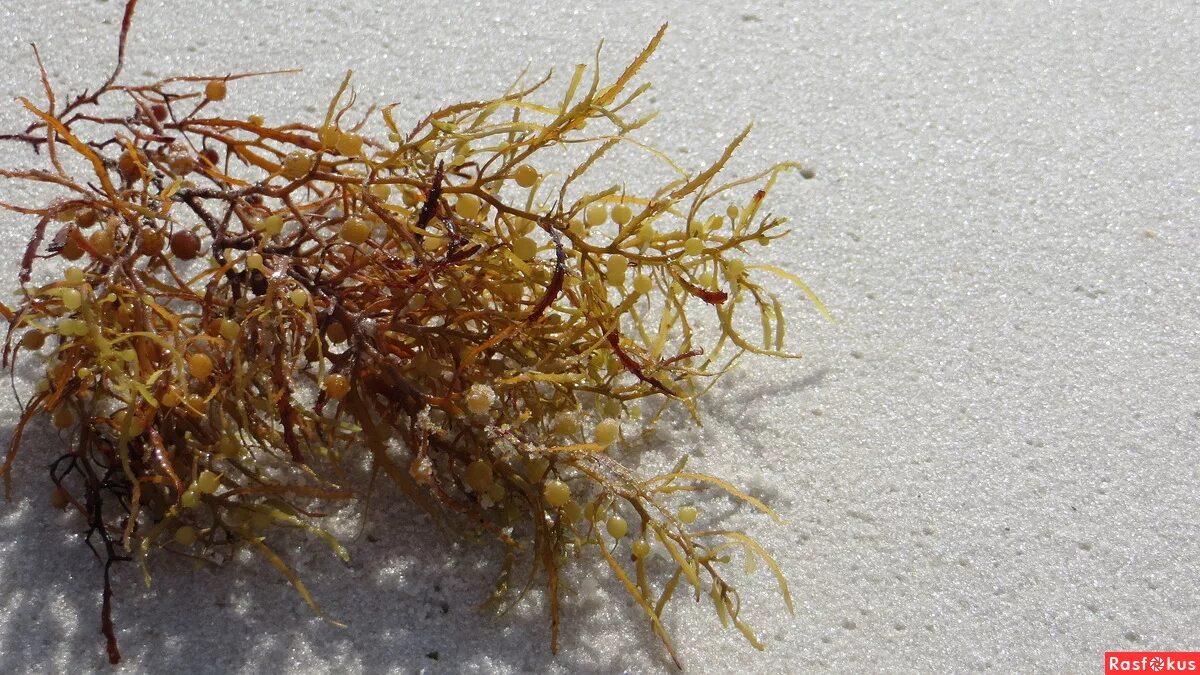 фукус саргассум. саргассово море водоросли саргассум. саргассум. саргассум водоросль. фукус саргассум.