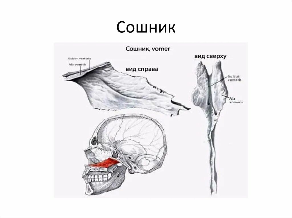 Сошник кость. Сошник кость черепа анатомия. Сошник кость анатомия строение. Сошник черепа анатомия. Сошник анатомия строение.