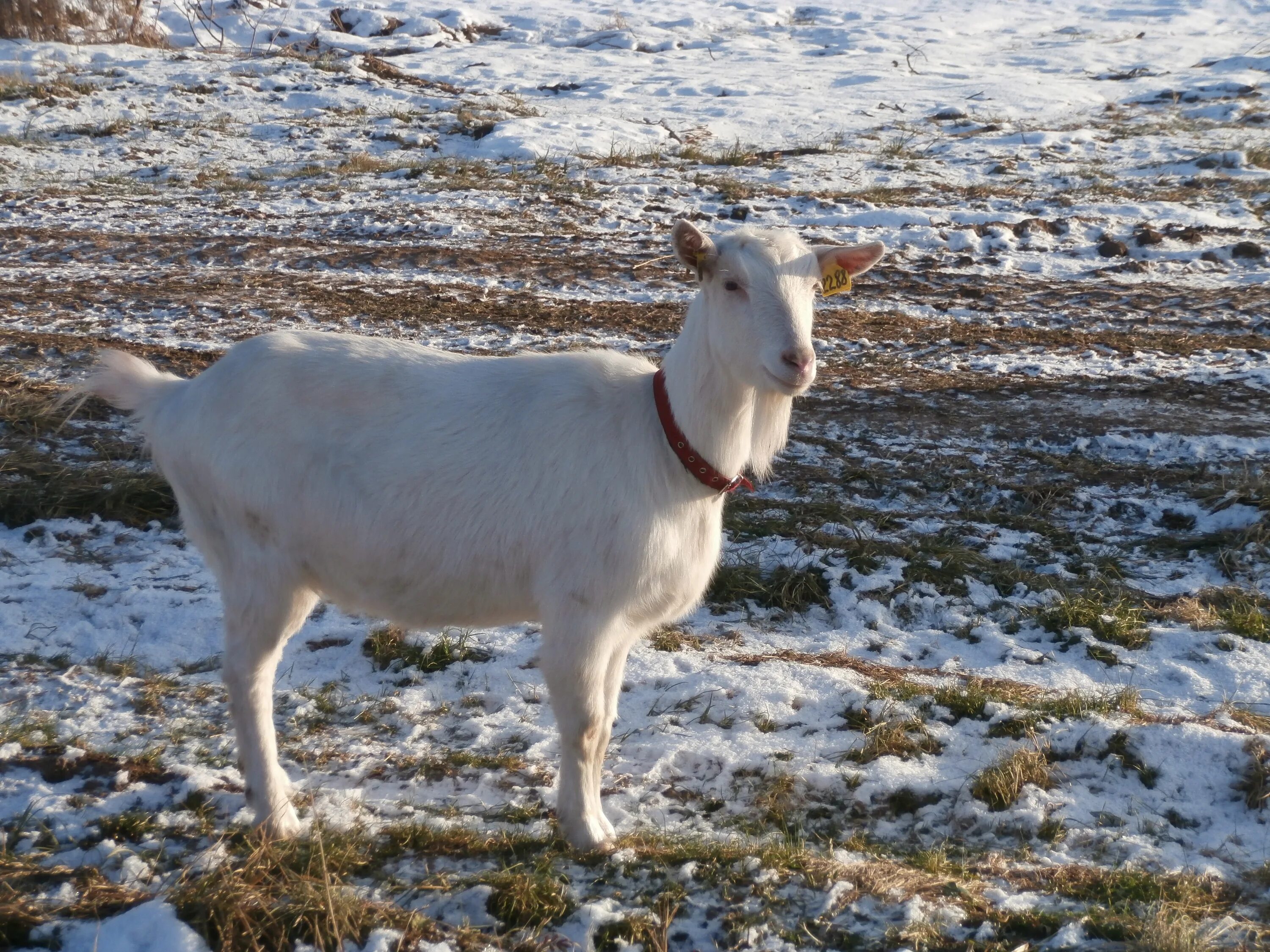 Коза 1 год. Три козы. Козлик зимой с короткой шерстью.