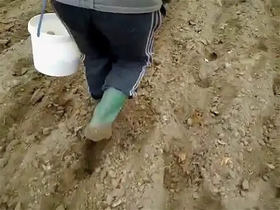 Как сажать картошку лопатой видео