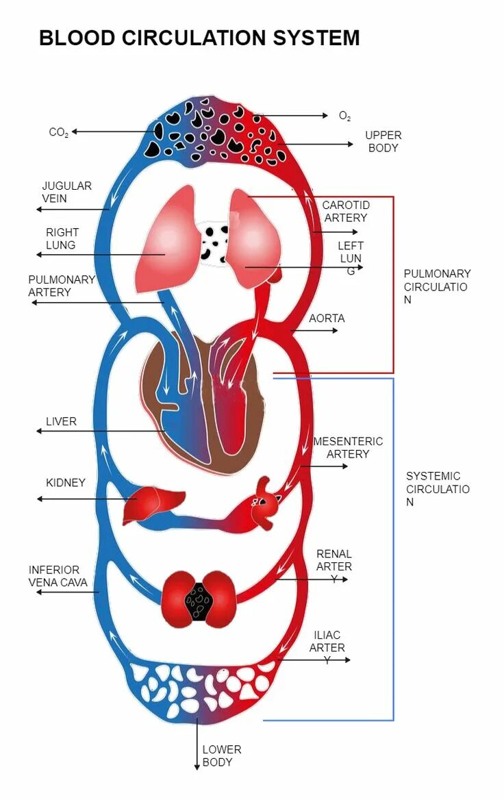 De circulation. Круги кровообращения человека. circles of blood circulation. круги кровообращения процессы. 2 круга кровообращения у человека.