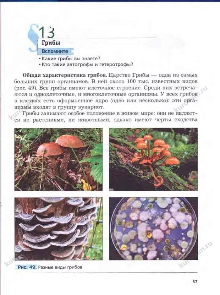 Грибы занимают особое положение. Биология 5 класс учебник пономарева растения. грибы 5 класс биология. биология 5 класс учебник грибы. биология 5 класс учебник тема грибы.