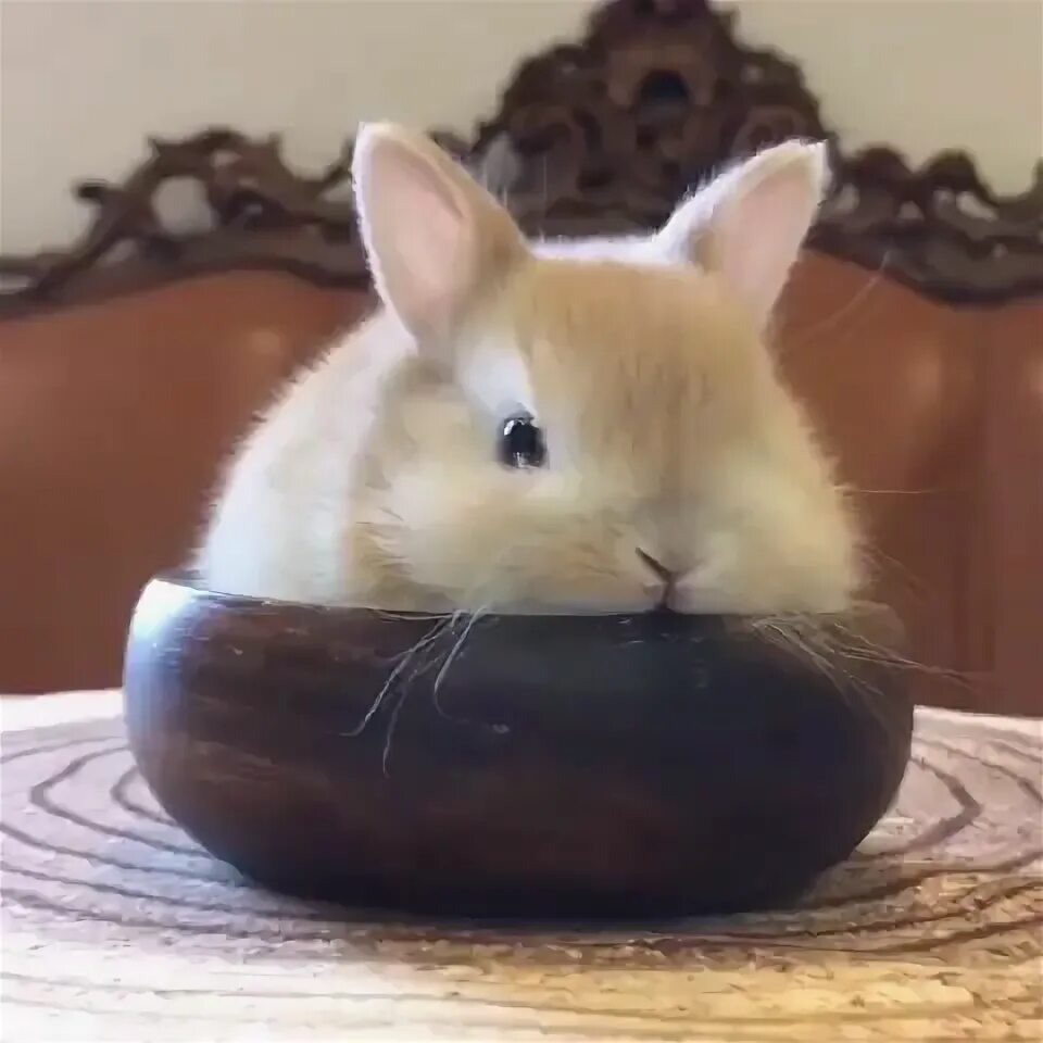 Hand made плюшевые игрушки. Милые кролики. Abby bunny. Abby bunny. Abby bunny.
