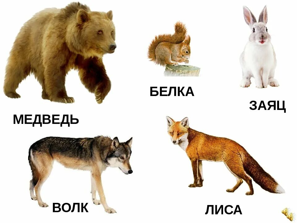 Дикие животные волк лиса заяц медведь. Лиса, волк, заяц, ёж, медведь, белка. заяц лиса медведь волк белка. заяц лиса волк медведь для детей. карточки волк, медведь, лиса, заяц для детей.