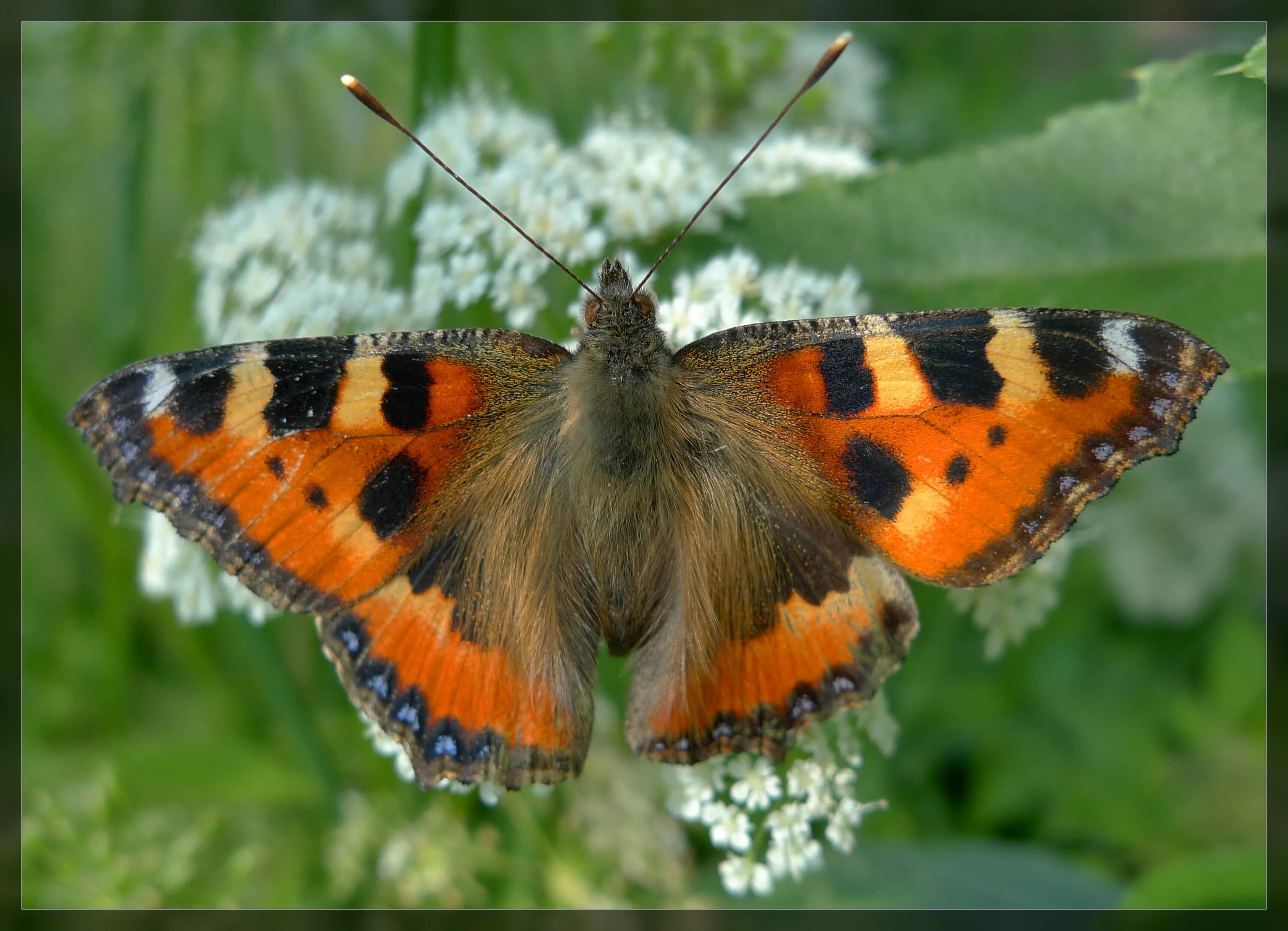 Крапивница Aglais urticae. Бабочка Адмирал крапивница. Бабочка крапивница бабочка голубянка. Адмирал лимонница крапивница.