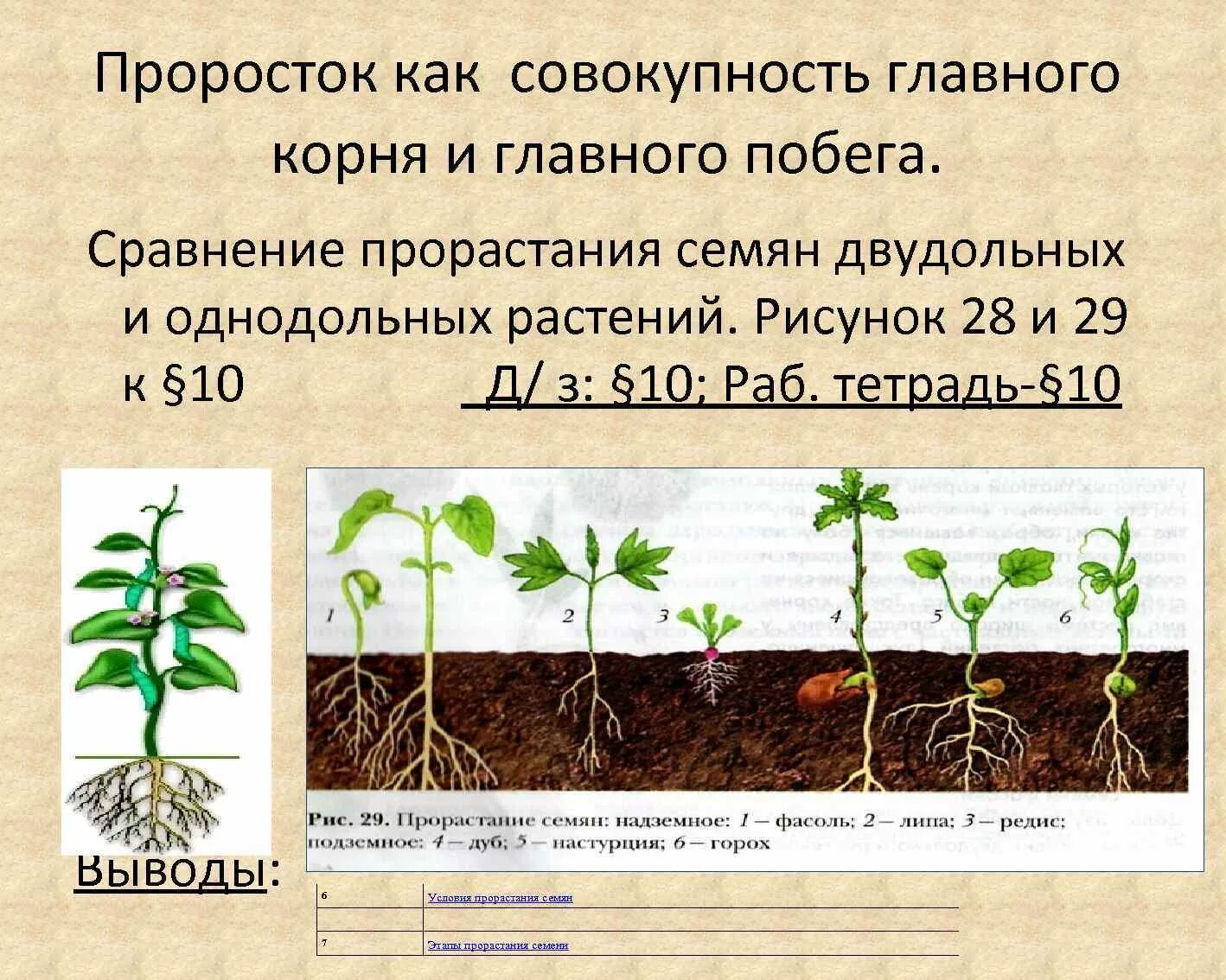 Условия для корня
