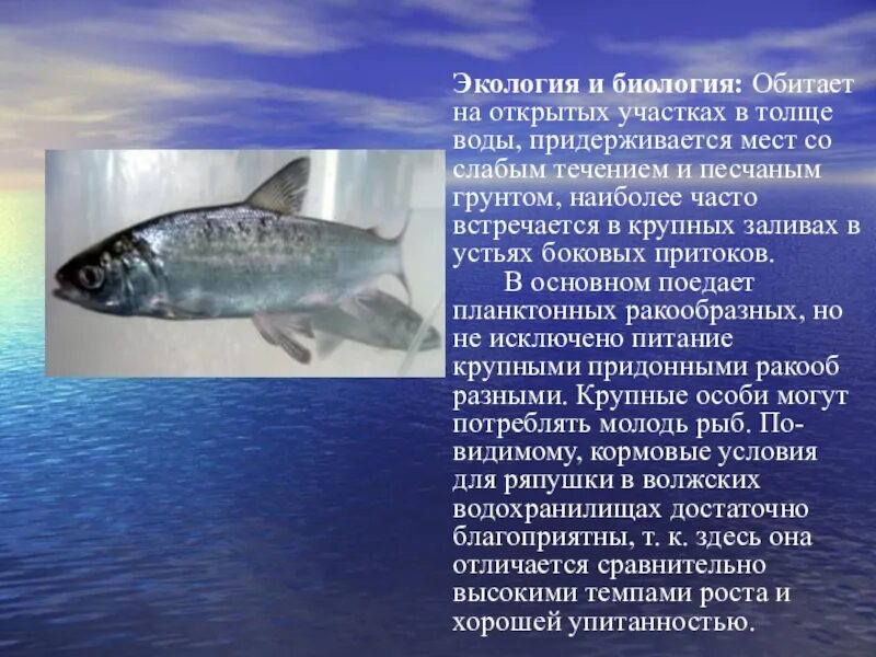 Обитание в толще воды. Рыбы обитающие в толще воды. Рыбы Самарской области. Экология рыб. Какие рыбы обитают в толщи воды.