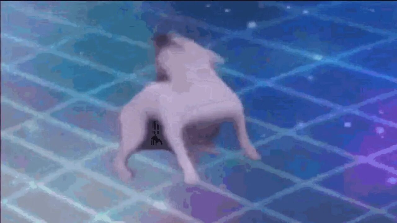 Dance you re dead. Dance till dead. собака dance till you're dead. Dance till you dead. Dance till your dead.