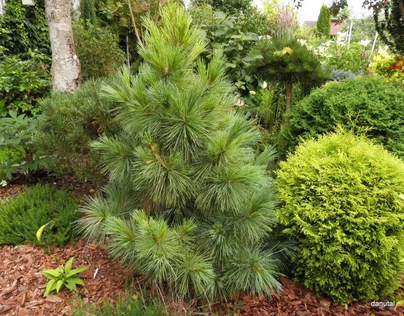Сосна шверина описание и фото. Сосна schwerinii wiethorst. сосна веймутова витхорст. сосна pinus schwerinii. wiethorst. сосна шверина ваеторст.